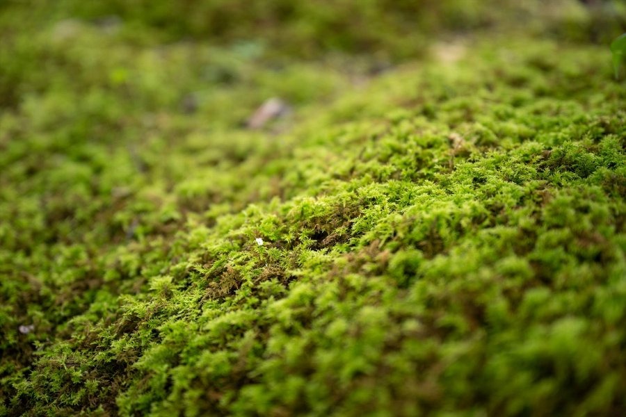 スタッフみんなで植えた苔